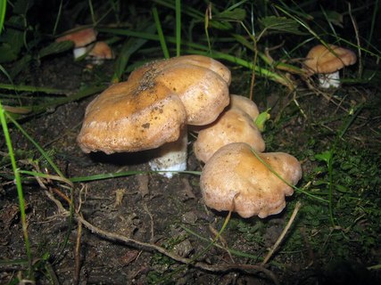 Rhodocybe gemina