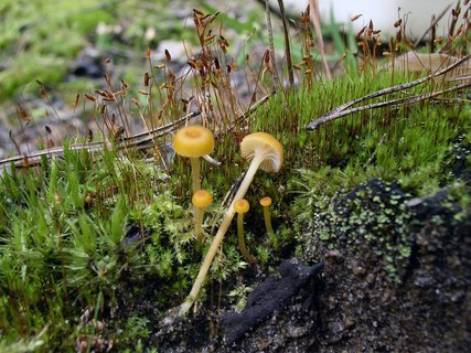 Rickenella fibula