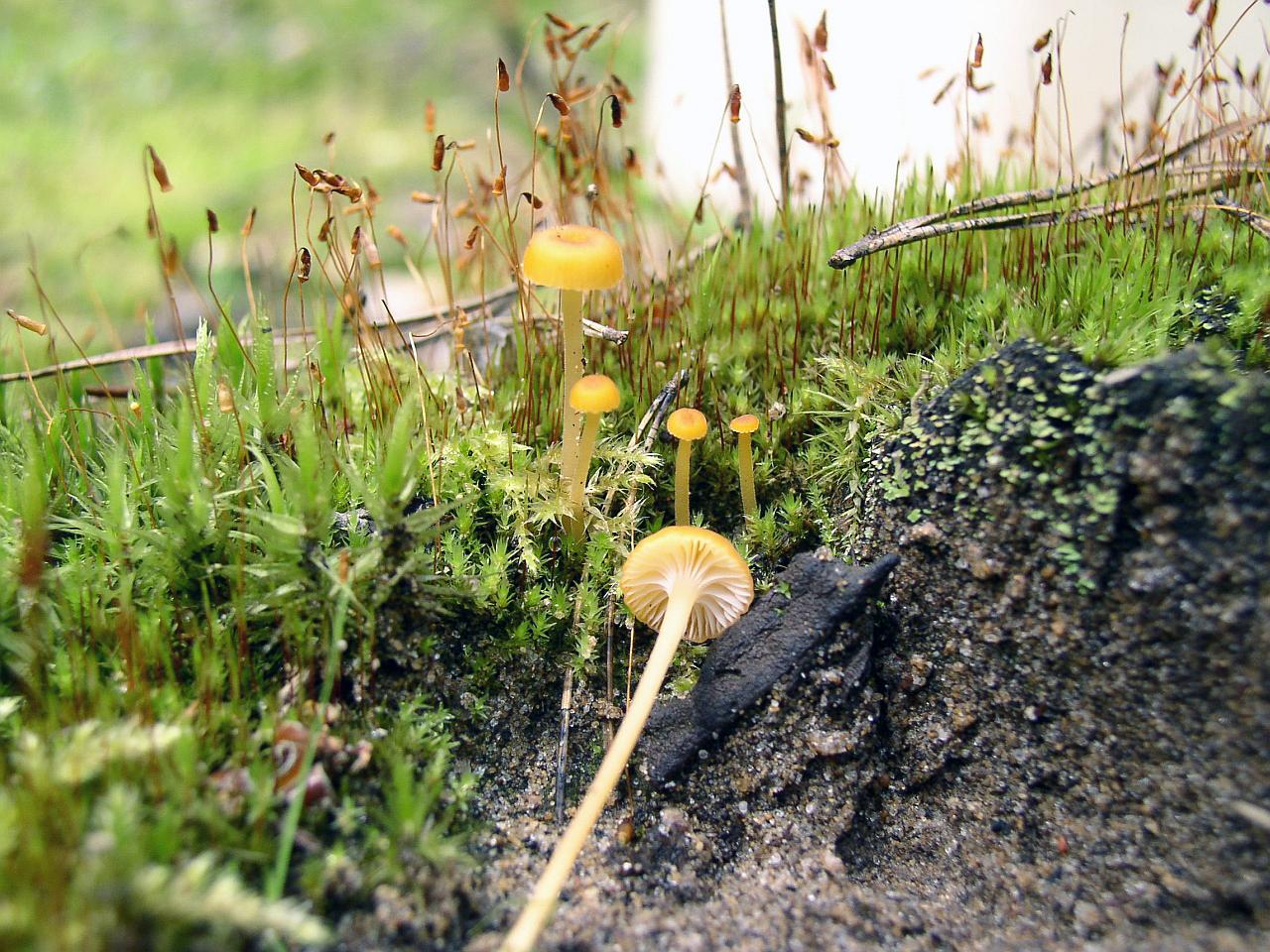 Rickenella fibula