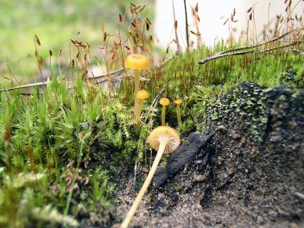 Rickenella fibula