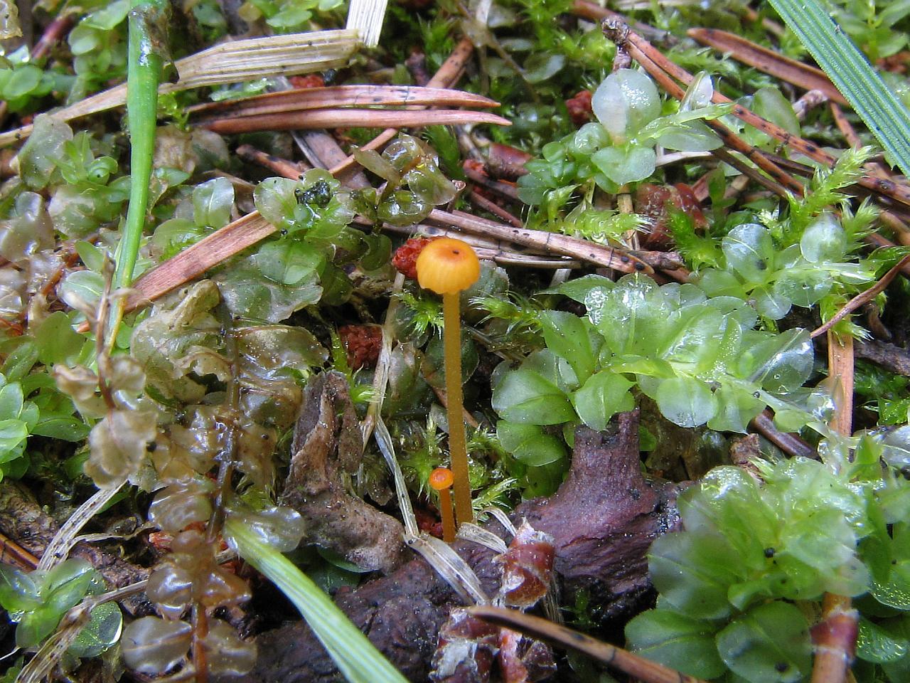 Rickenella fibula