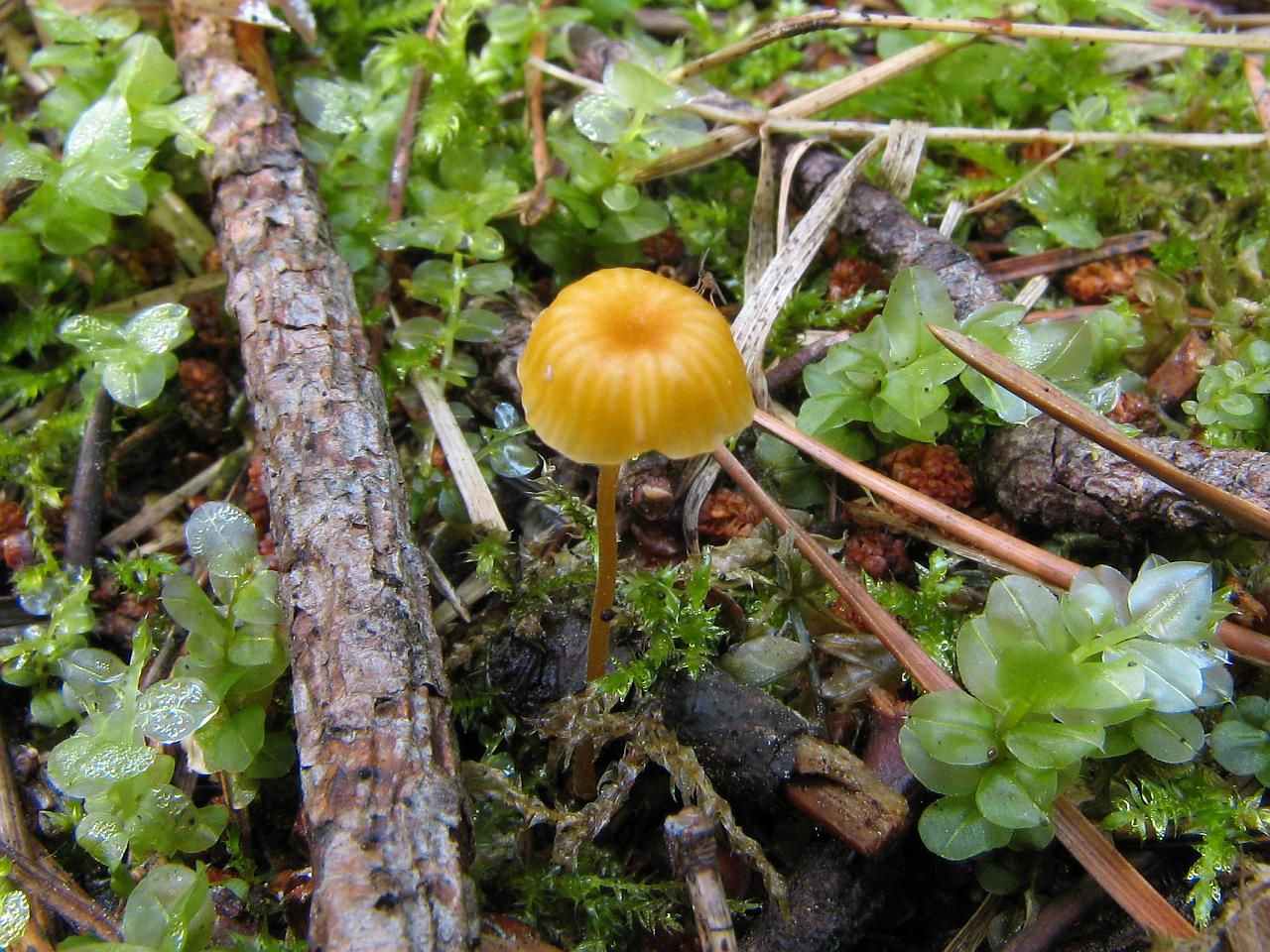 Rickenella fibula