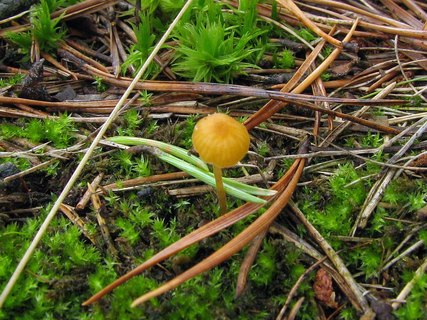 Rickenella fibula