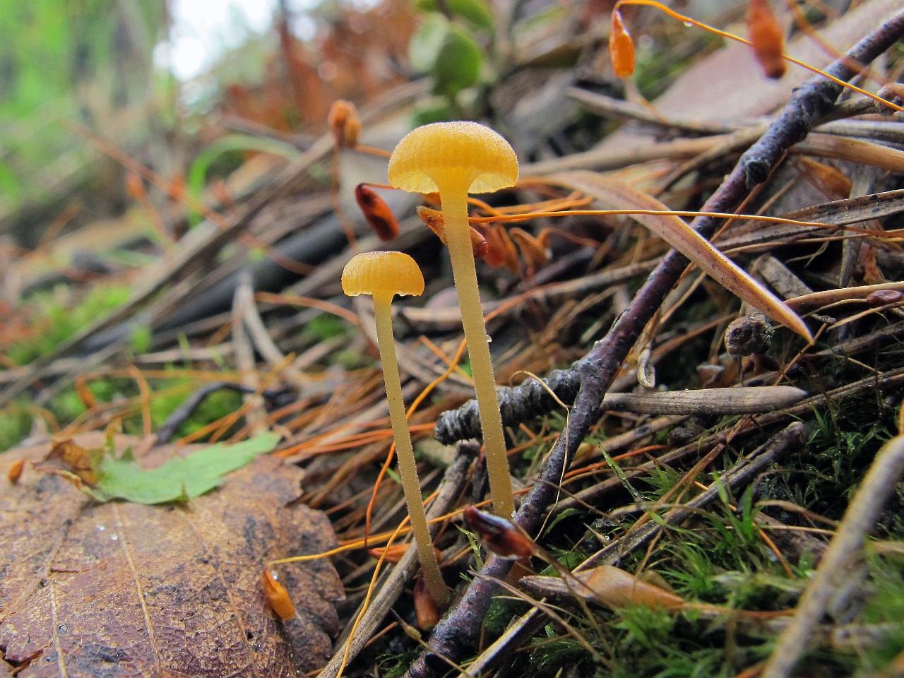 Rickenella fibula