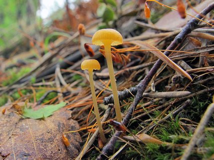 Rickenella fibula