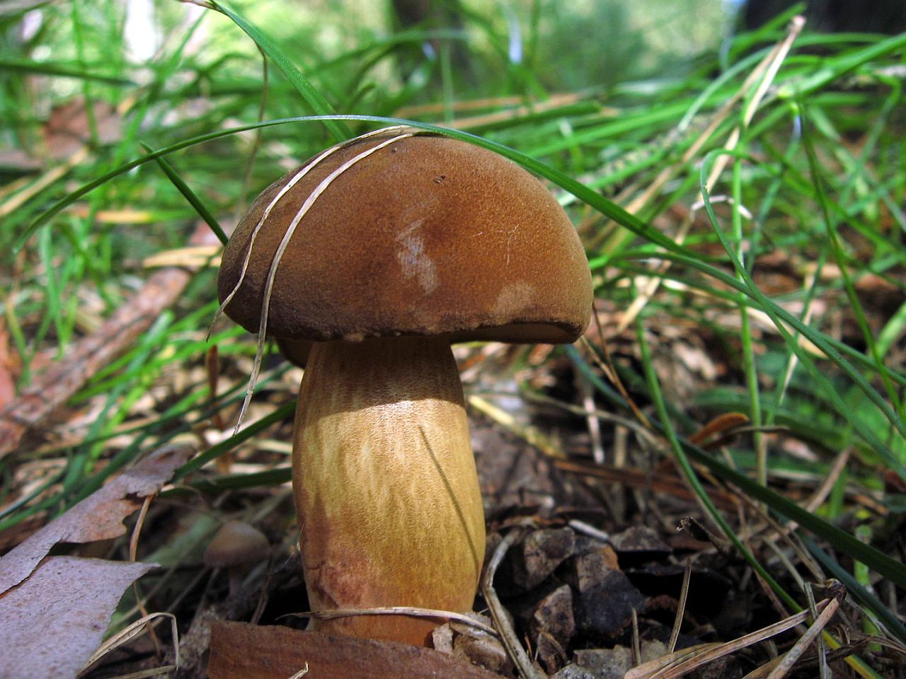 Imleria badia