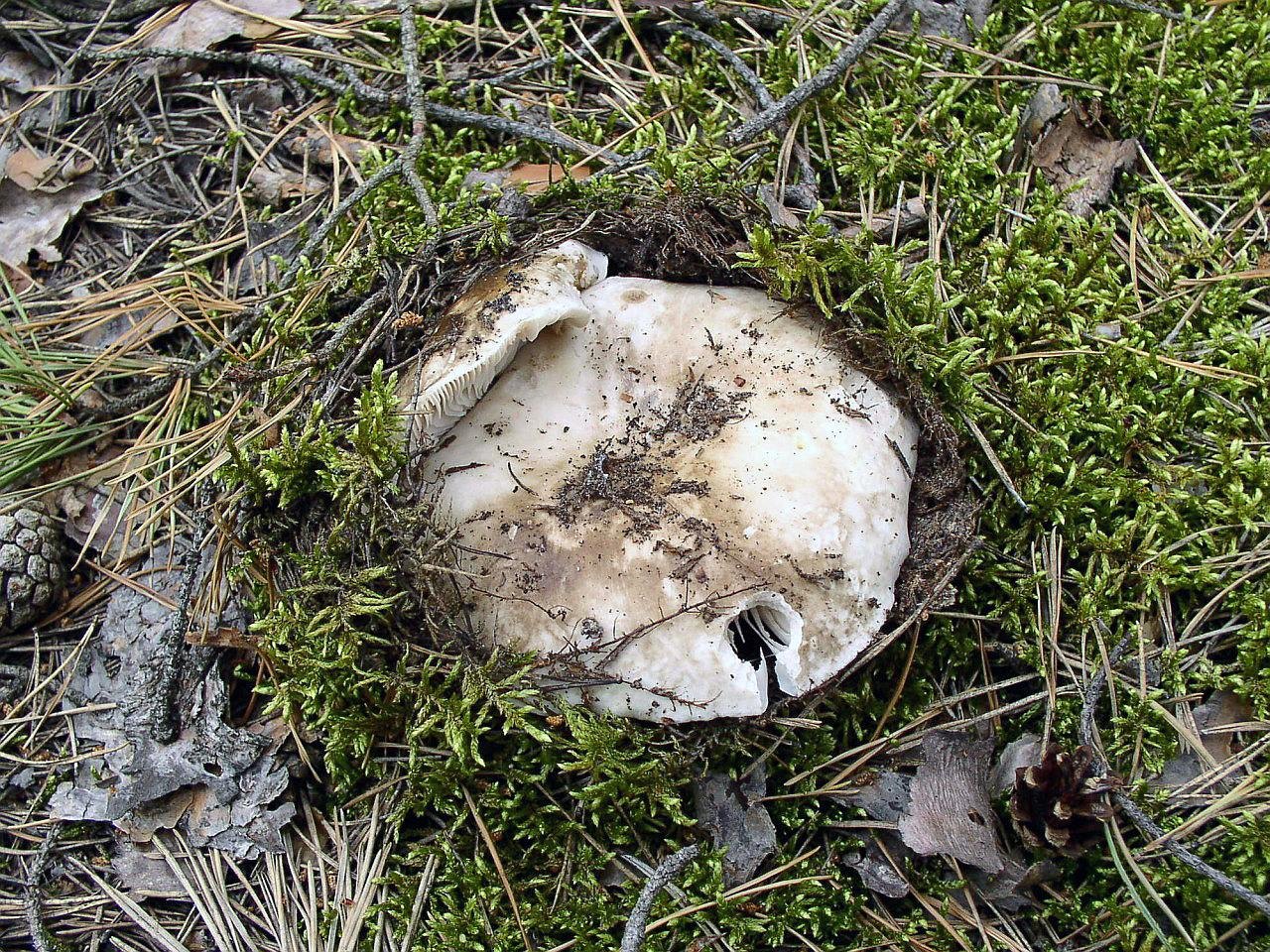 Russula