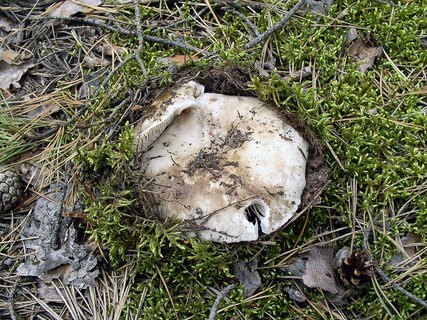 Russula adusta