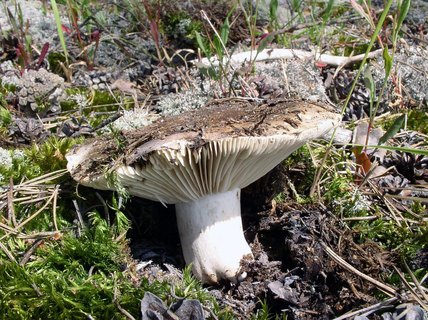Russula adusta