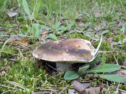 Russula adusta