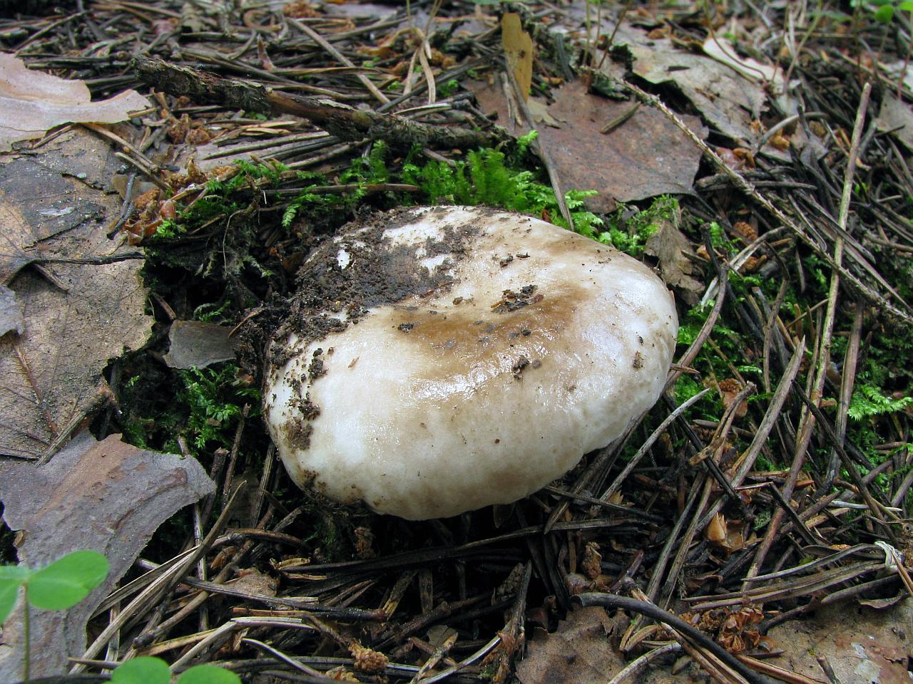 Russula adusta