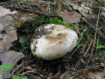 Russula adusta