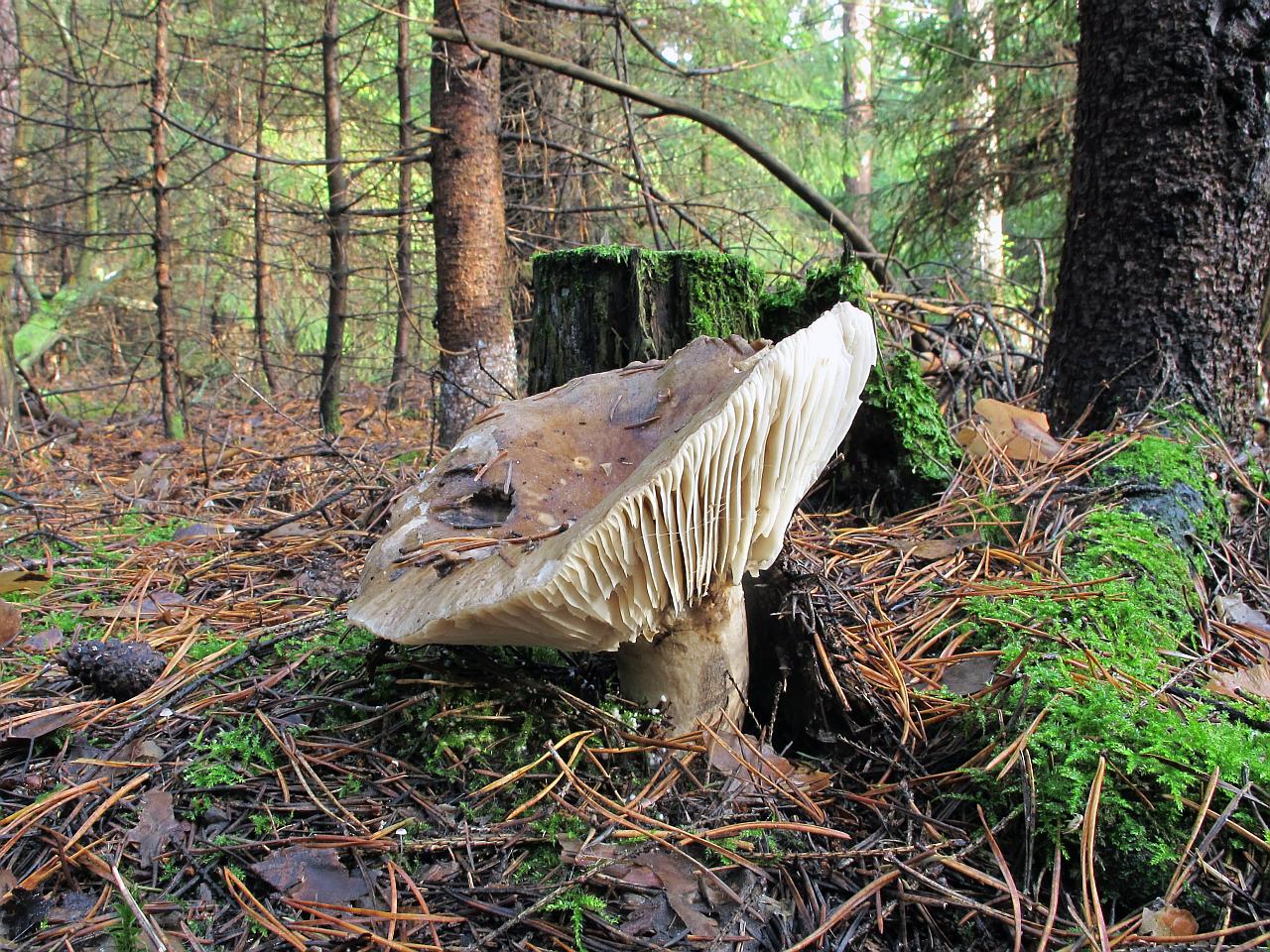Russula adusta