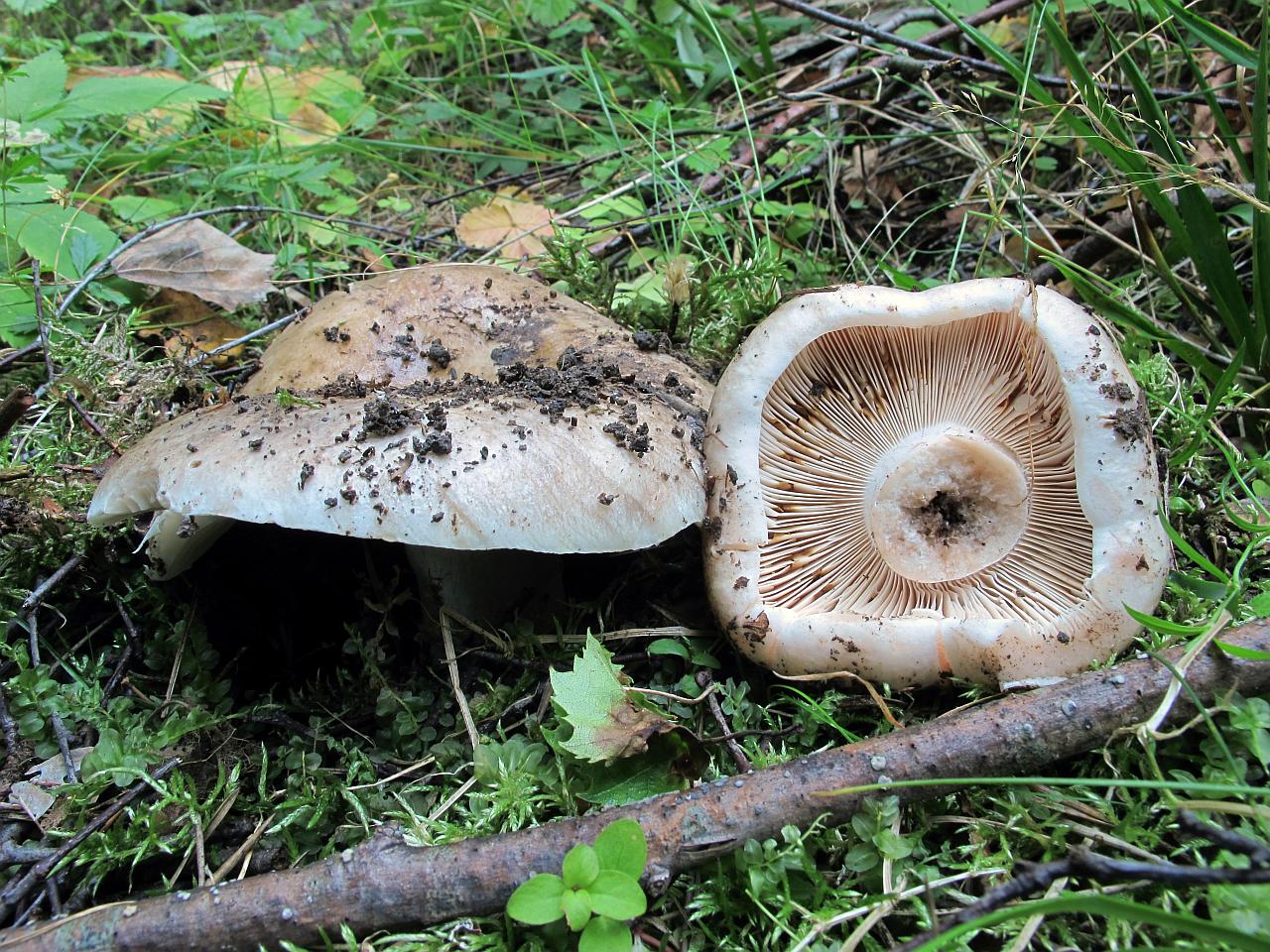 Russula adusta