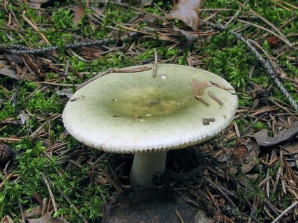 Russula aeruginea