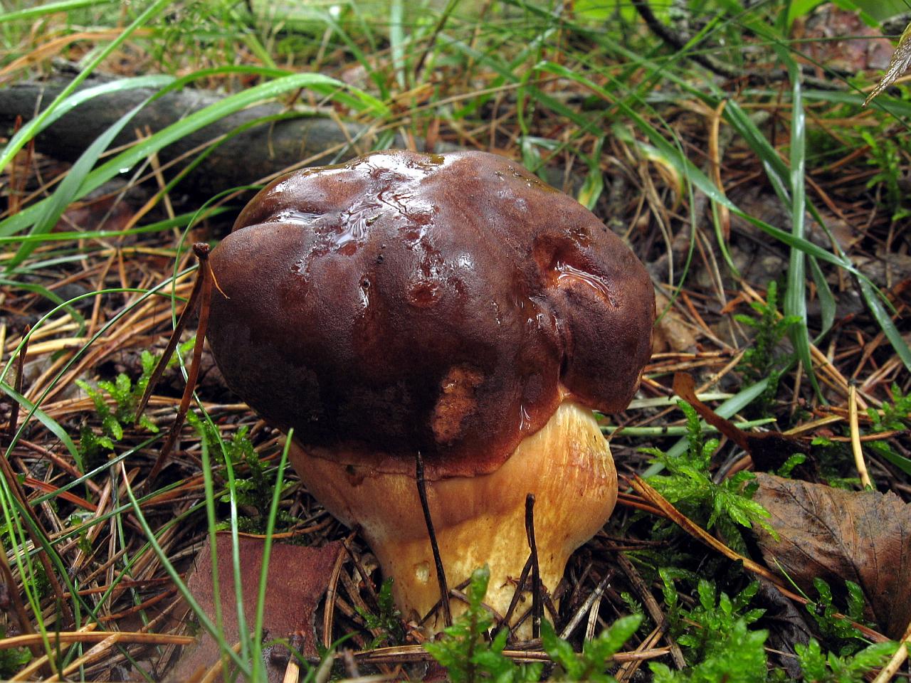 Imleria badia