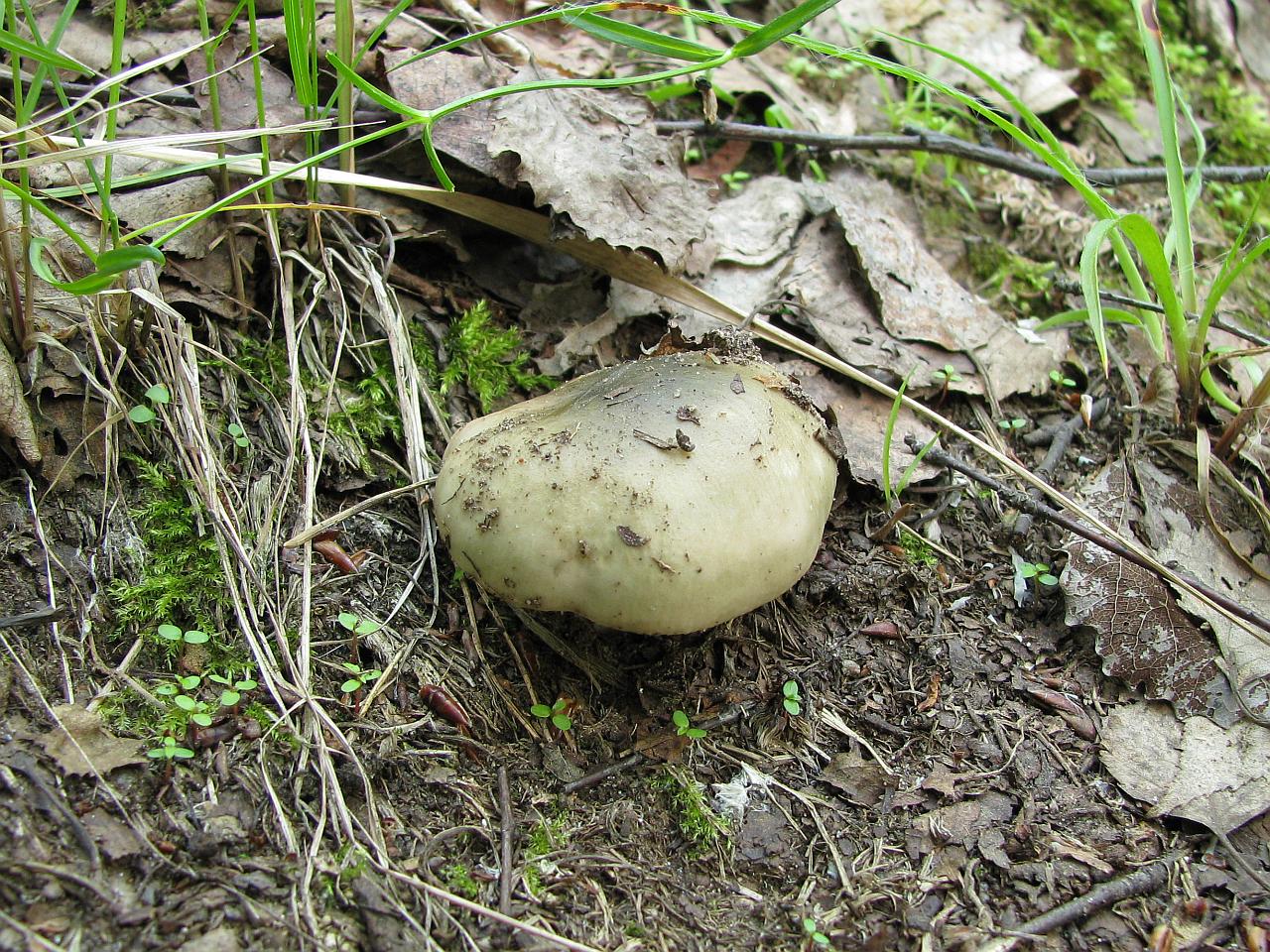 Russula aeruginea