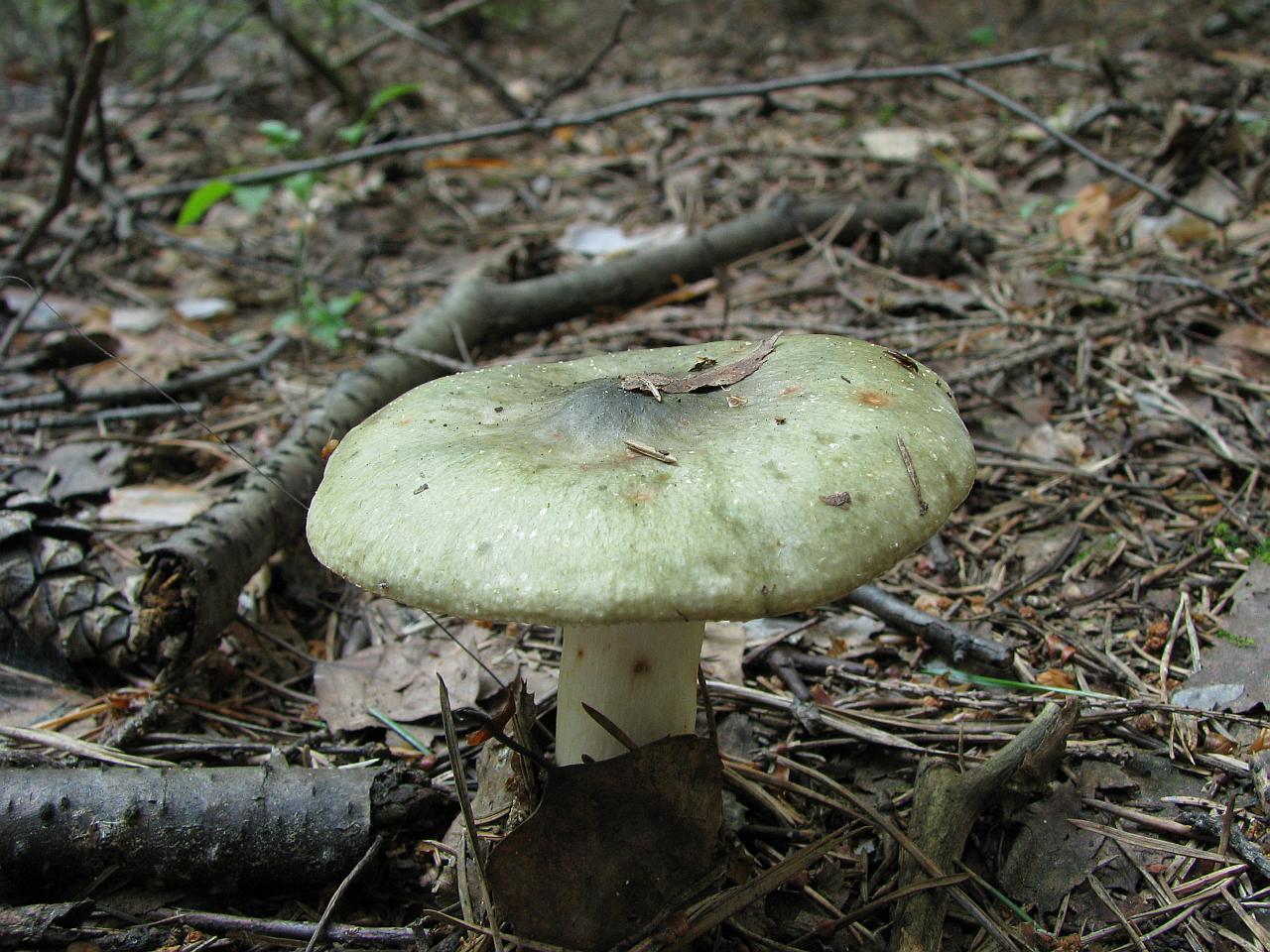 Russula aeruginea