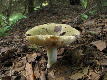 Russula aeruginea