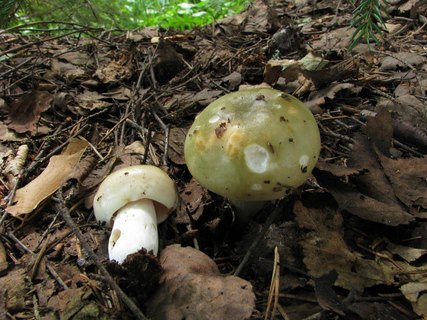 Russula aeruginea