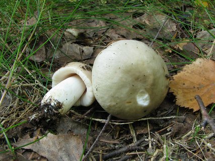 Russula aeruginea
