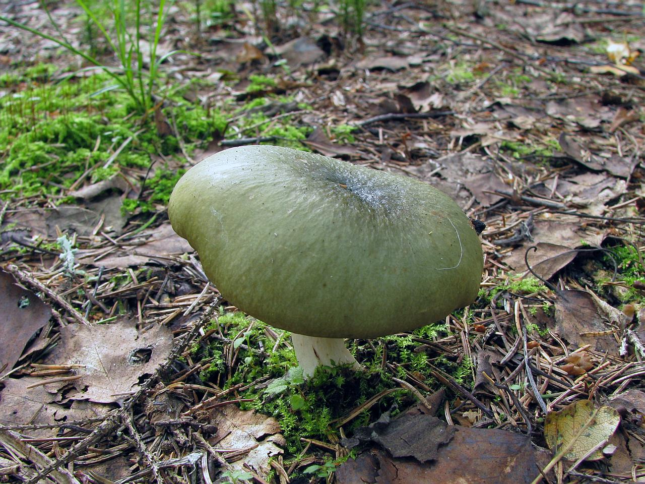 Russula aeruginea