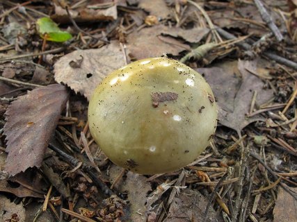 Russula aeruginea