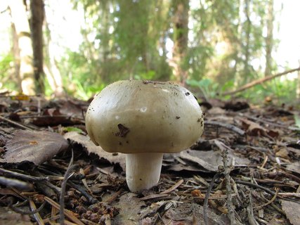 Russula aeruginea