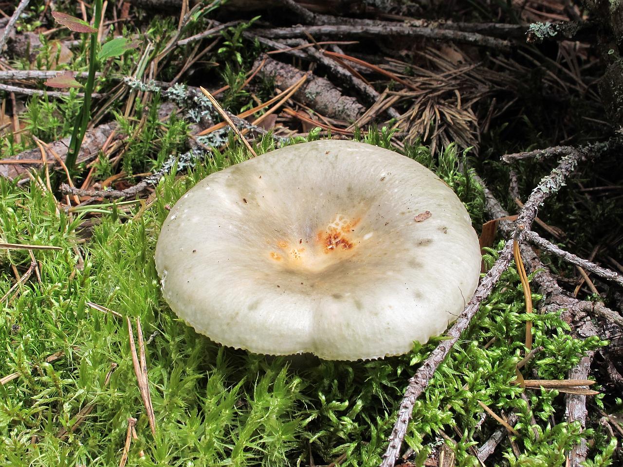 Russula aeruginea
