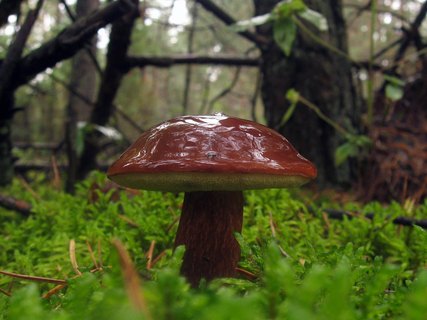 Imleria badia