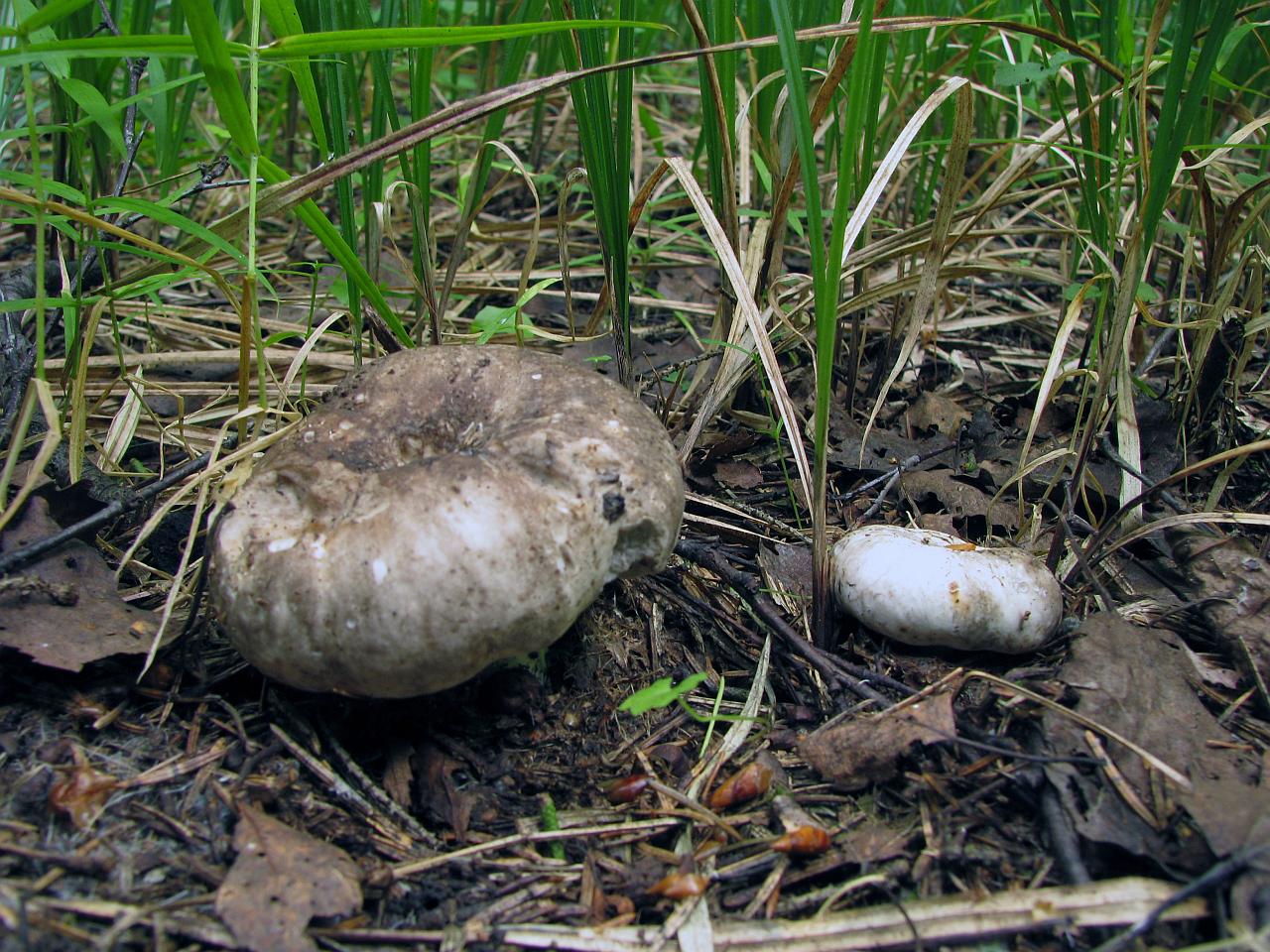 Russula albonigra