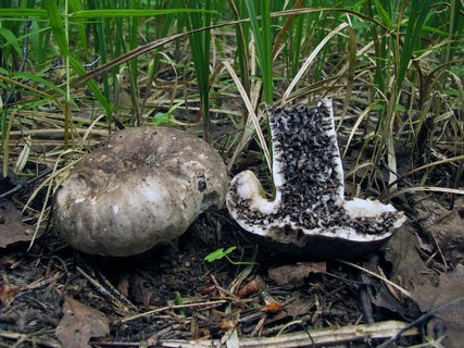 Russula albonigra