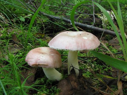Russula betularum