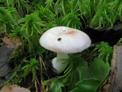 Russula betularum