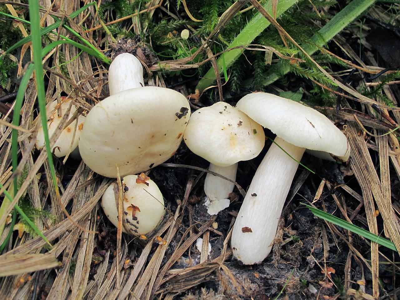 Russula betularum