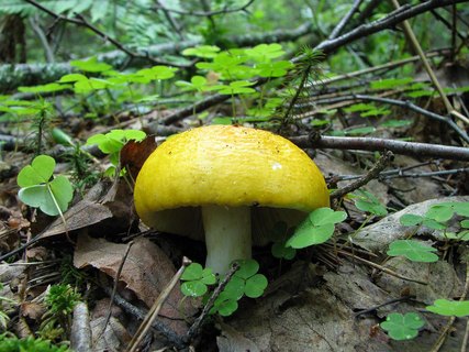 Russula claroflava