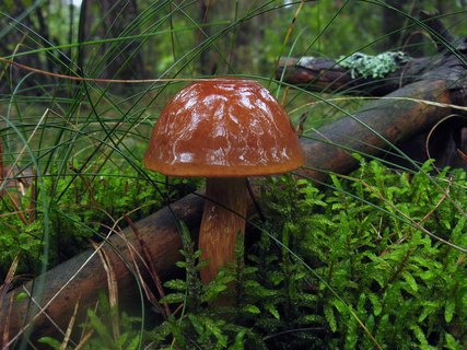 Imleria badia