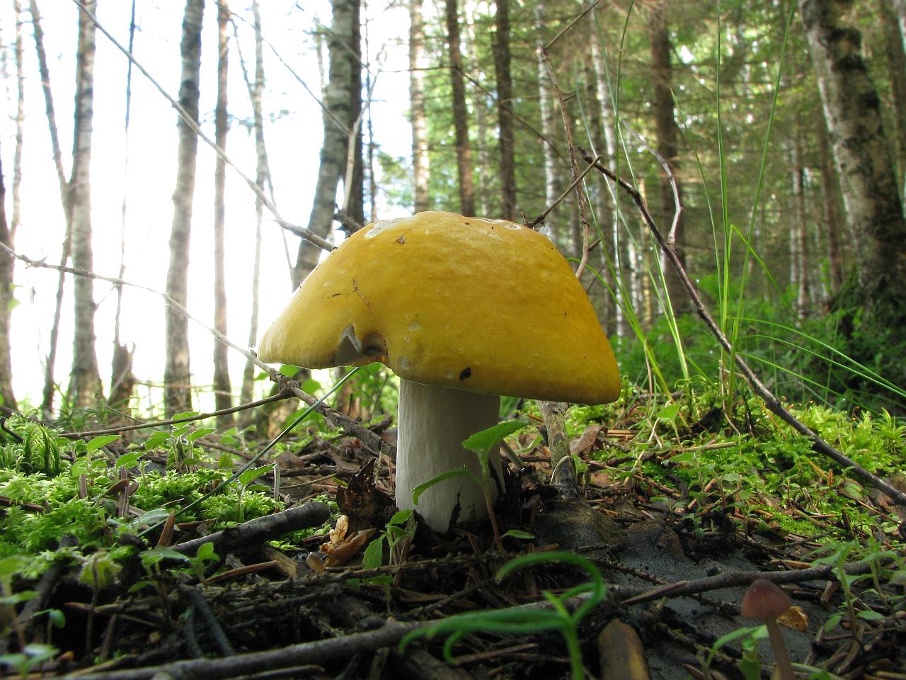 Russula claroflava