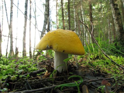 Russula claroflava