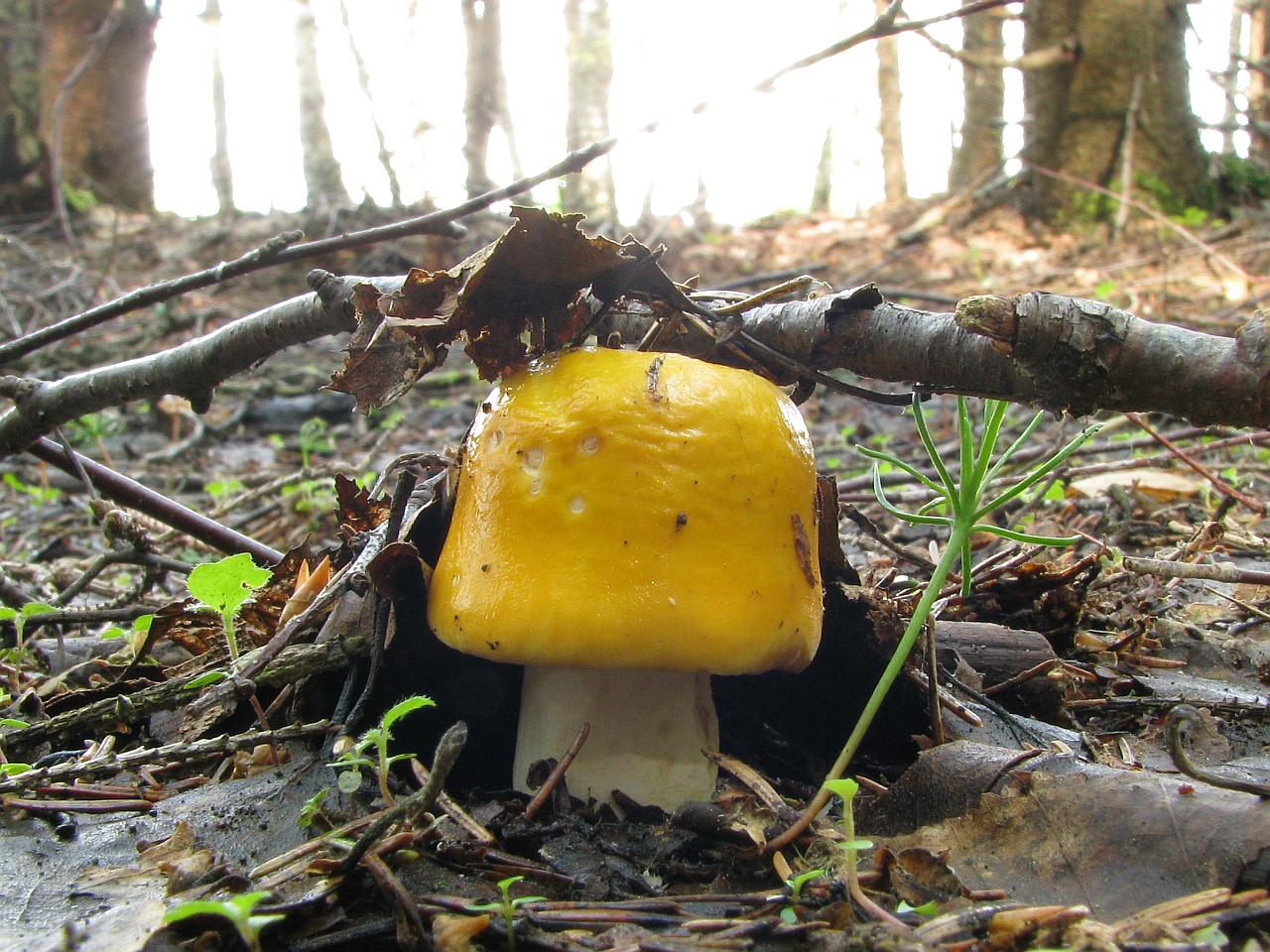 Russula claroflava