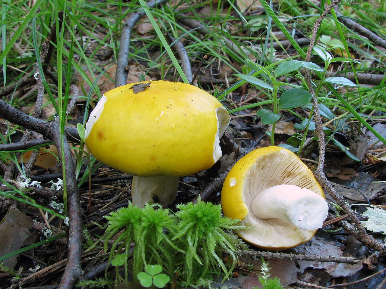 Russula claroflava