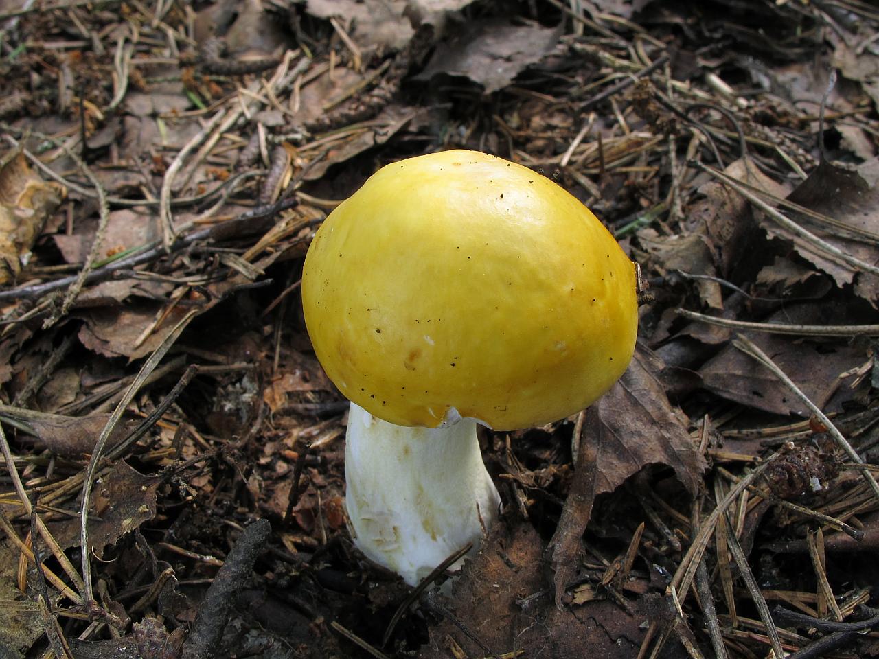 Russula claroflava