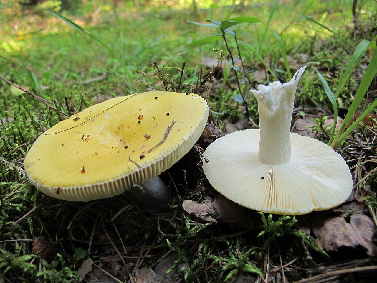 Russula claroflava