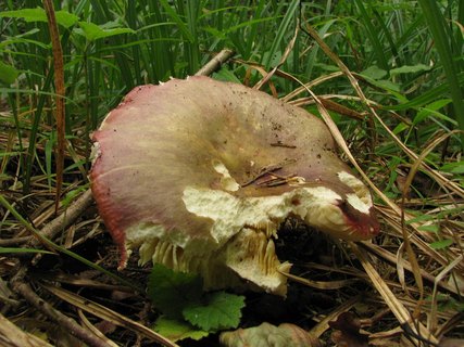 Russula cyanoxantha
