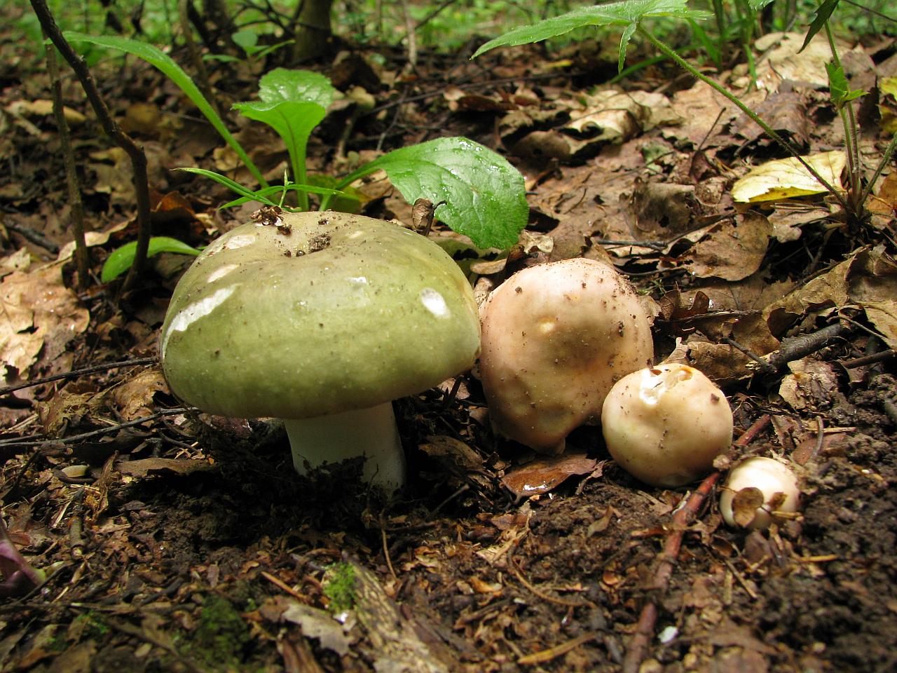 Russula cyanoxantha