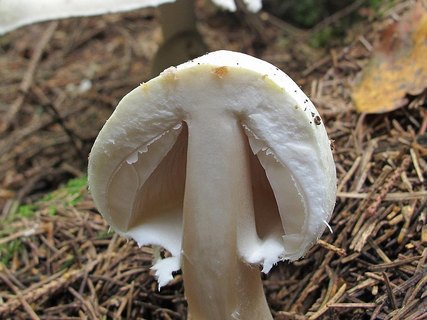 Agaricus sylvicola