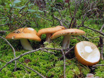 Russula decolorans