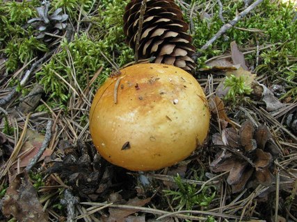 Russula decolorans