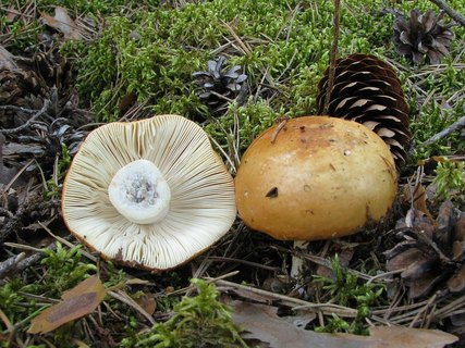 Russula decolorans