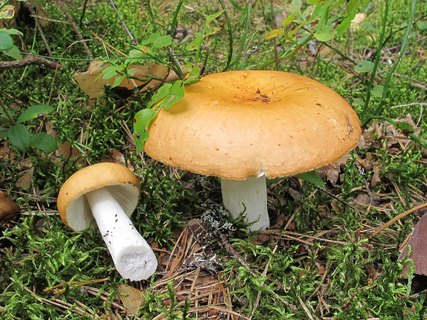 Russula decolorans